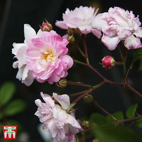 Rose 'Guirlande Rose' 2 Rose 'Guirlande Rose' - Image 2