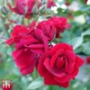 Rose 'Thats Jazz'