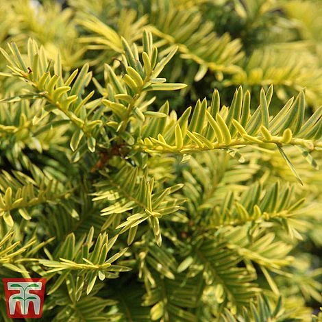 Taxus Baccata 'Summergold' 3 Taxus Baccata 'Summergold' - Image 3