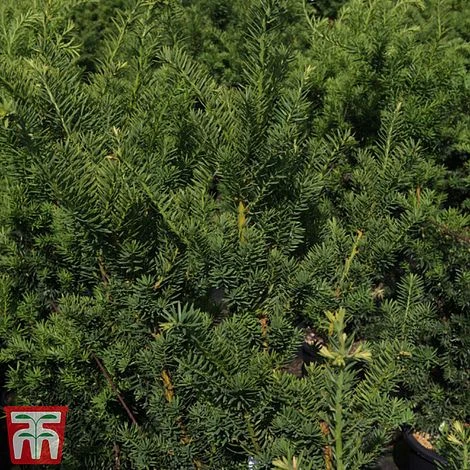Taxus X Media 'Hicksii' 2 Taxus X Media 'Hicksii' - Image 2