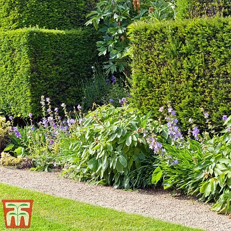 Taxus X Media 'Hicksii' 3 Taxus X Media 'Hicksii' - Image 3