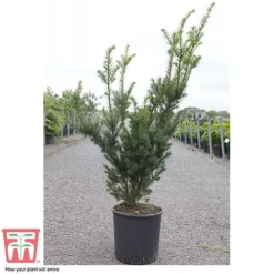 Taxus X Media 'Hicksii' 7 Taxus X Media 'Hicksii' -Florist Zone TAXU T63575 D