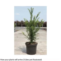 Taxus Baccata 15 Taxus Baccata -Florist Zone TAXU T66488 B h