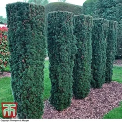Taxus Baccata 13 Taxus Baccata -Florist Zone TAXU T66488 C1