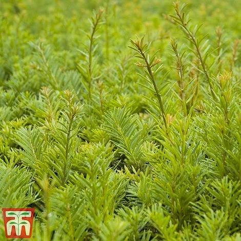 Taxus Baccata 'Kupfergold' 1 Taxus Baccata 'Kupfergold'