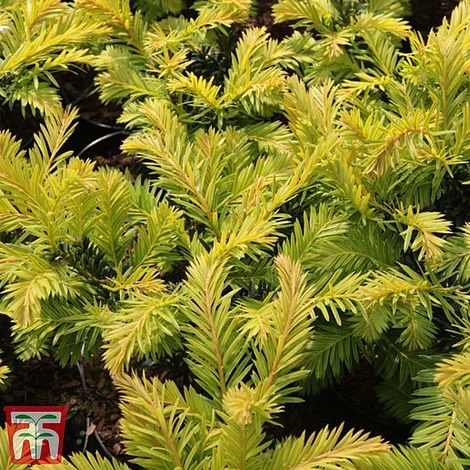 Taxus Baccata 'Kupfergold' 2 Taxus Baccata 'Kupfergold' - Image 2