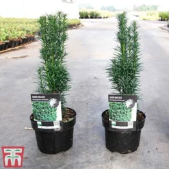 Taxus Baccata 'Fastigiata Robusta' -Florist Zone TAXU TKA3584 A