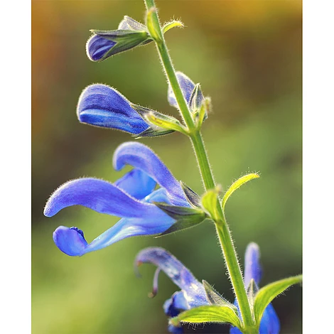 Salvia 'African Sky' 1 Salvia 'African Sky'