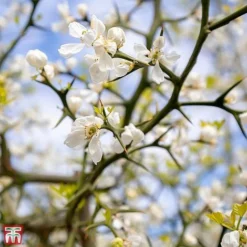 Citrus Trifoliata -Florist Zone TKA3374 CITR 3