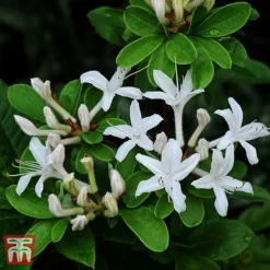 Rhododendron Viscosum -Florist Zone TKA3432 RHOD 1