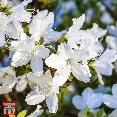 Rhododendron 'Luzi' 2 Rhododendron 'Luzi' - Image 2