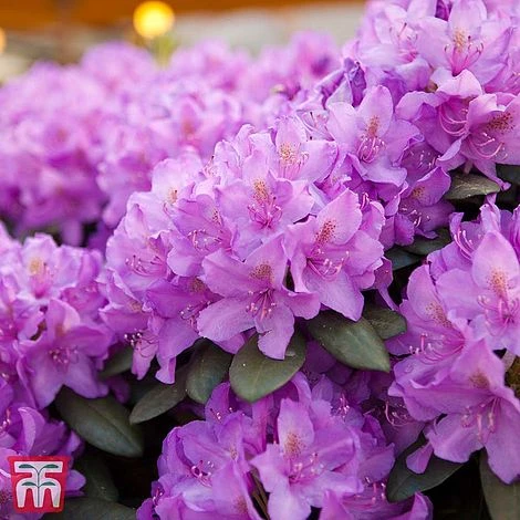 Rhododendron 'Catawbiense Grandiflorum' 1 Rhododendron 'Catawbiense Grandiflorum'