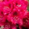 Rhododendron 'Marie Fortie'