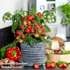 Tomato 'Ponchi-Fa' -Florist Zone TOMA KB9750 B