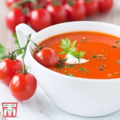 Tomato Collection -Florist Zone TOMA RECIPE CUL11