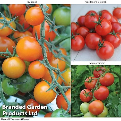 Tomato Value Collection 1 Tomato Value Collection