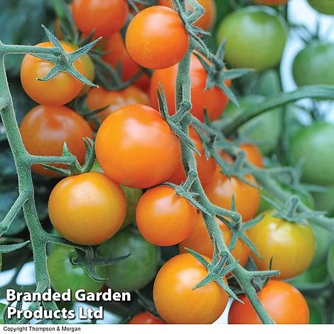 Tomato Value Collection 2 Tomato Value Collection - Image 2