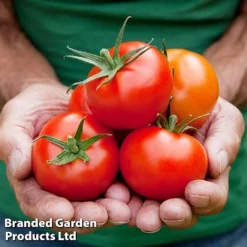 Tomato Gardeners Favourite Collection (Grafted) -Florist Zone TOMATO COLL2