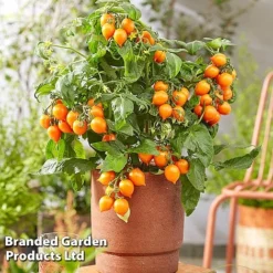 Tomato Windowsill Collection -Florist Zone TOMA HEARTBREA S63054