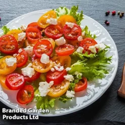 Tomato 'Dora Orange' -Florist Zone TOMA WINDWSILL L38589