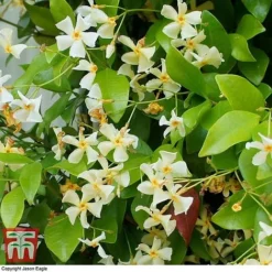 Trachelospermum Jasminoides 'Star Of Toscana' -Florist Zone TRAC T71895 B