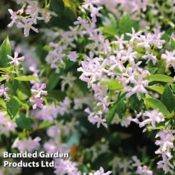 Trachelospermum Trio -Florist Zone TRAC PINKYWING L21451