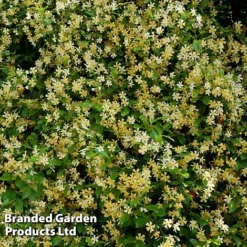 Trachelospermum Jasminum 'Star Of Toscana' -Florist Zone TRAC STAROFTOS S09273