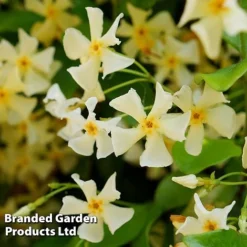 Trachelospermum Jasminum 'Star Of Toscana' -Florist Zone TRAC STAROFTOS S09275