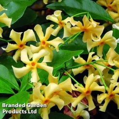 Trachelospermum Jasminum 'Star Of Toscana' -Florist Zone TRAC STAROFTOS S09276