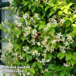 Trachelospermum Jasminum 'Star Of Toscana' -Florist Zone TRAC STAROFTOS S09277