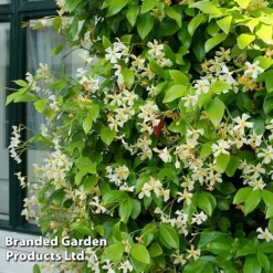 Trachelospermum Trio -Florist Zone TRAC STAROFTOS T40591