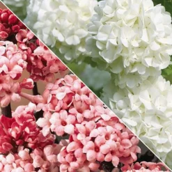 Viburnum Duo -Florist Zone Untitled 119