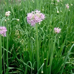 Allium 'Quattro' -Florist Zone VEALL35201