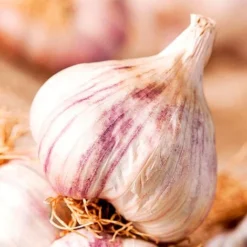 Bumper Autumn Planting Onion/Garlic/Shallot Collection -Florist Zone VEGAR315961
