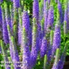 Veronica Spicata 'Ulster Dwarf Blue'