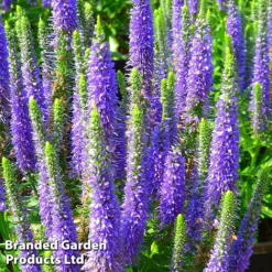 Veronica Spicata 'Ulster Dwarf Blue'
