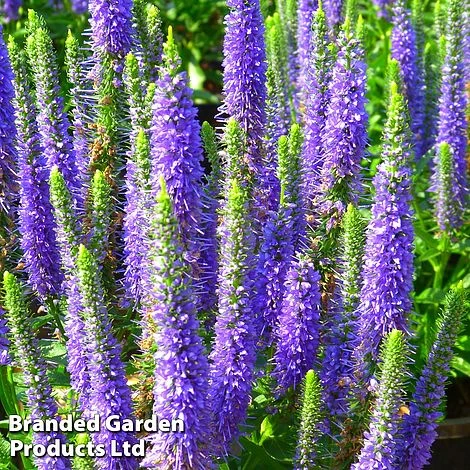 Veronica Spicata 'Ulster Dwarf Blue' 1 Veronica Spicata 'Ulster Dwarf Blue'
