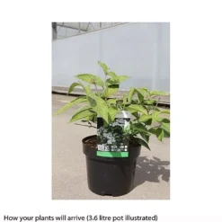 Viburnum Plicatum F. Tomentosum 'Shasta' -Florist Zone VIBU T66511 A h