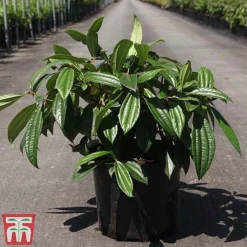 Viburnum Davidii -Florist Zone VIBU TKA3676 C