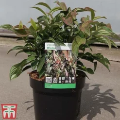 Viburnum X Hillieri 'Winton' -Florist Zone VIBU TKA3680 C