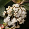 Viburnum Rhytidophyllum