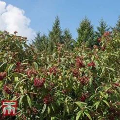 Viburnum Rhytidophyllum -Florist Zone VIBU TKA3692 C