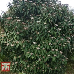 Viburnum Rhytidophyllum -Florist Zone VIBU TKA3692 D