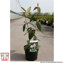 Viburnum Rhytidophyllum -Florist Zone VIBU TKA3692 E