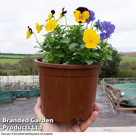 Viola 'Sorbet XP' 2 Viola 'Sorbet XP' - Image 2