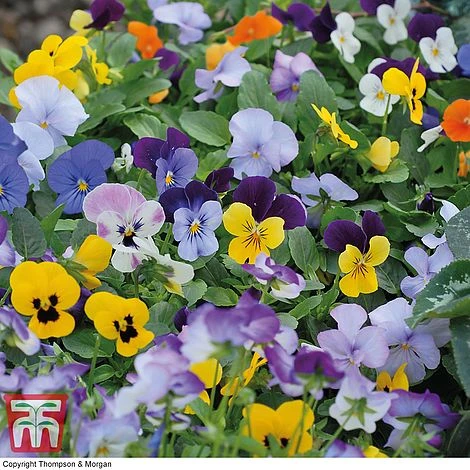 Viola 'Sorbet XP' 1 Viola 'Sorbet XP'