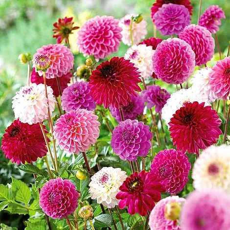 Dahlia 'Pink/Purple Pompon Mix' 1 Dahlia 'Pink/Purple Pompon Mix'