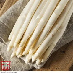 Asparagus Collection (Spring Planting) -Florist Zone Vittorio Asparagus2