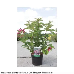 Weigela 'Bristol Ruby' -Florist Zone WEIG T66524 A h