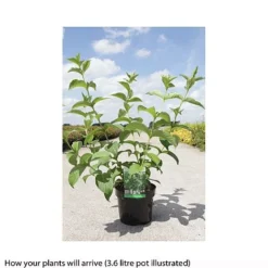 Weigela Middendorffiana -Florist Zone WEIG T66530 B h